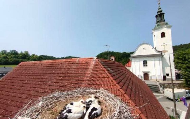 obrockanje, storklja, skocjan
