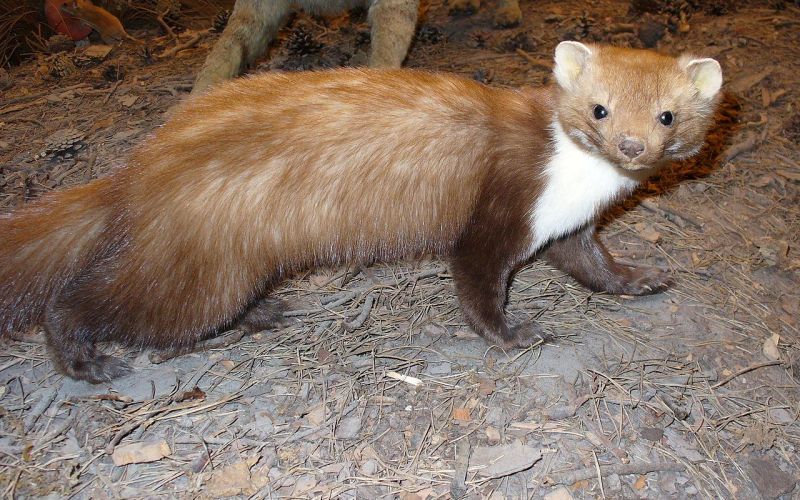 1280px-Beech_Marten.jpg