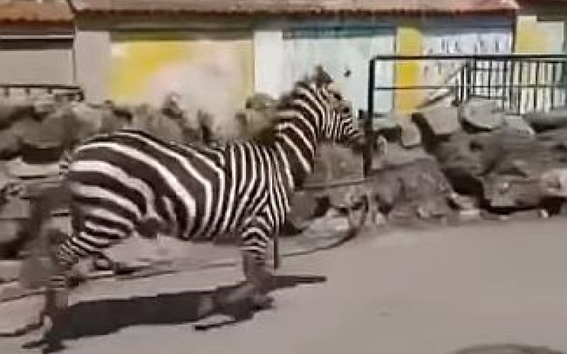 zebra, živalski vrt beograd.jpg