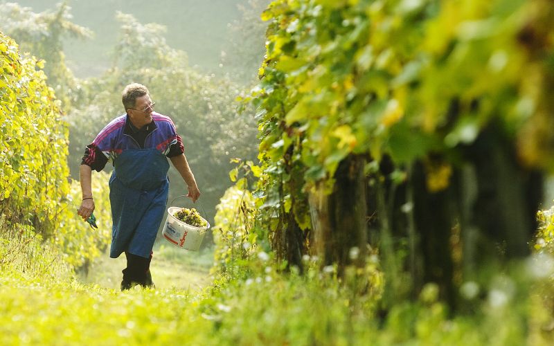 vinograd, sezonski delavci