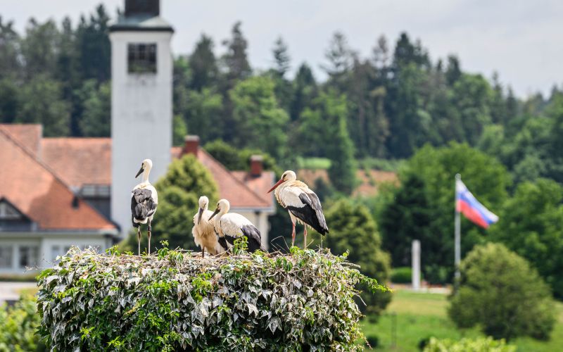storklje, ivancna-gorica