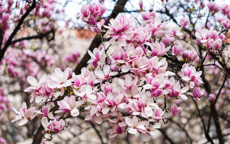 Magnolija.jpg