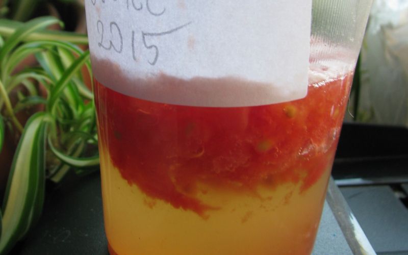 fermentacija semena paradižnik pomaga, da ohranimo kvalitetno kaljivost več let.JPG