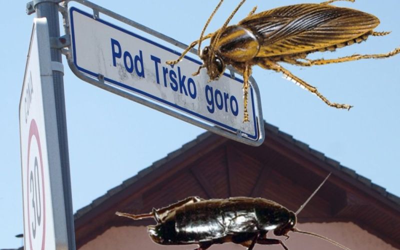 scurki.jpg