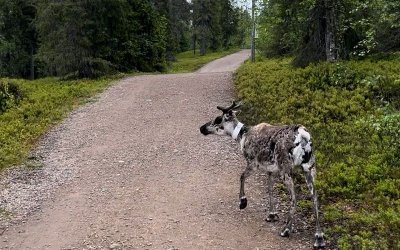finska, potopis