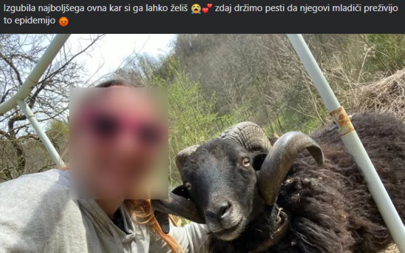 rejci, ovcereja, bolezen-modrikastega-jezika