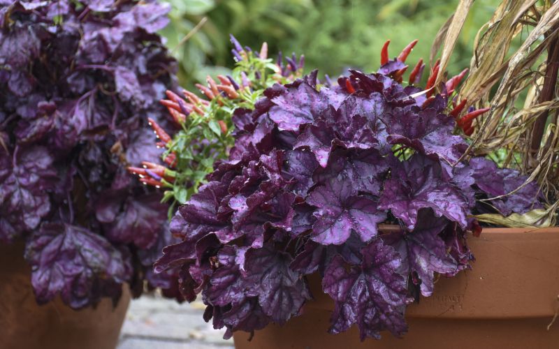 heuchera_wildberry_cjw19_6.jpg