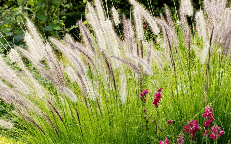 Pennisetum alopecuroides ‘Hameln’.jpg