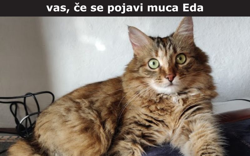 isce-se-muca