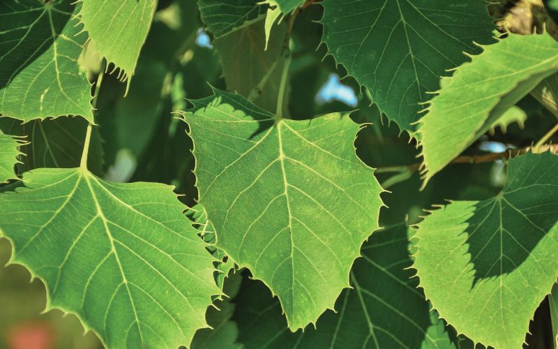 drevo lipa N1-80B_Tilia henryana_l4.jpg