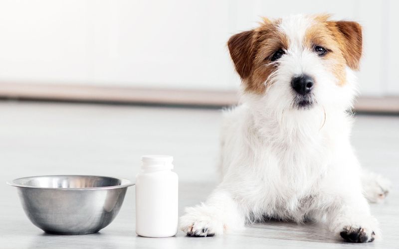 pes, prehranski dodatki, vitamini