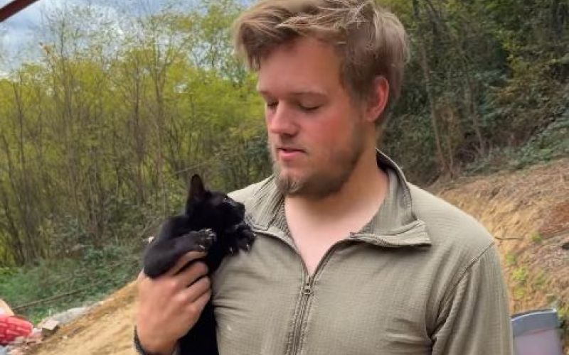 amerikanac, maček.jpg