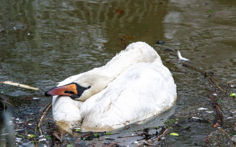 mrtev labod, ptičja gripa
