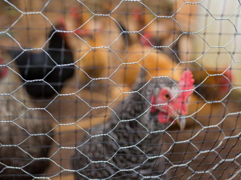 preberi si Nadzor na farmi kokoši v teku reja brez kletk najpozneje