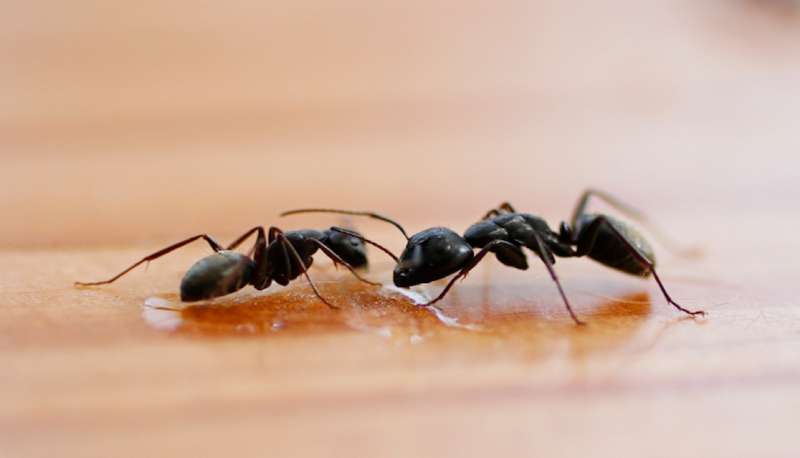 Znebite se mravelj na preprost način.