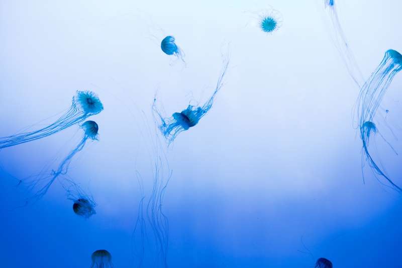 Roji meduz ob letoviških zalivih lahko občutno vplivajo na pretok turizma.