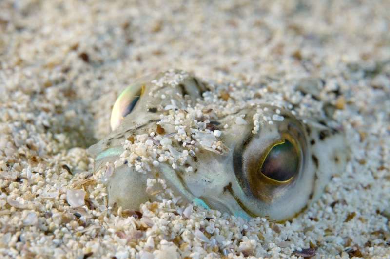 Morski zmaji se radi skrivajo zlasti na območjih, kjer morsko dno prekriva peščena odeja.