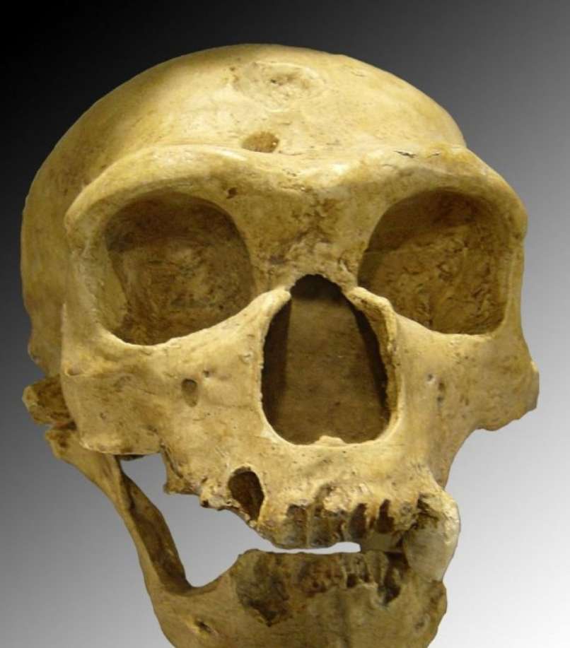 neandertalec, lobanja