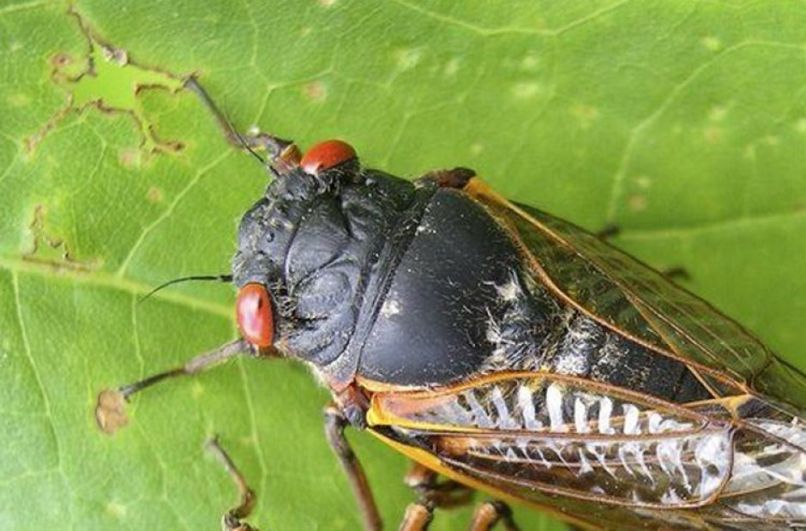 uvodna
