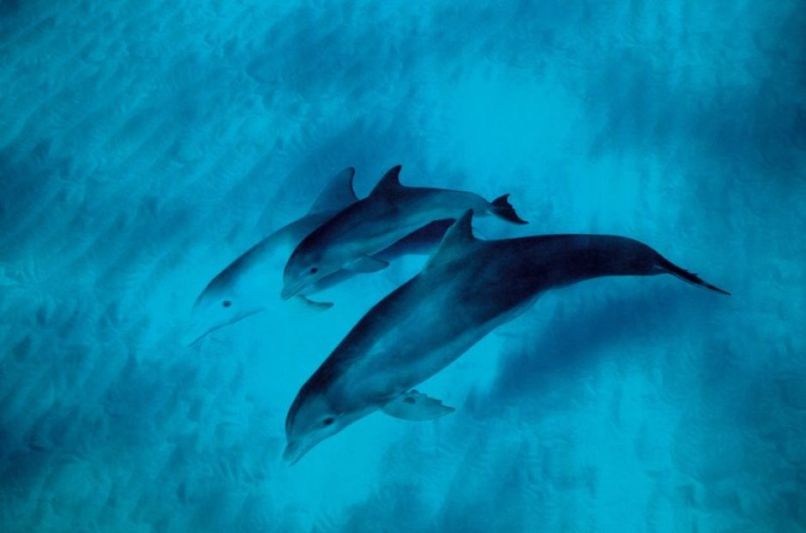 Delfin