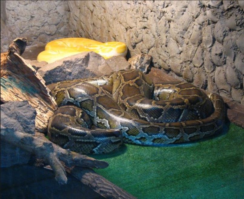 uvodna