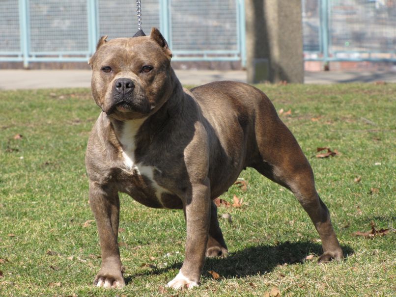 pitbull_rescue1