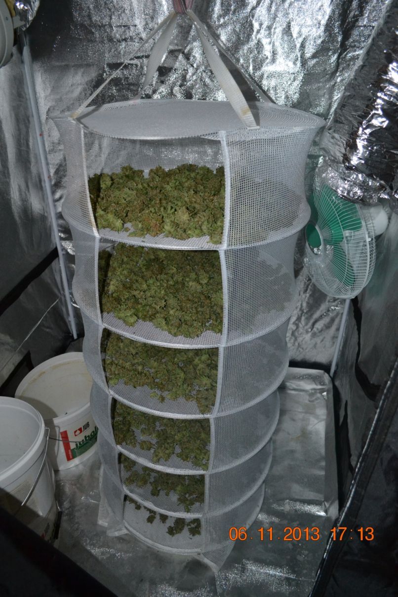 Celjski policisti zasegli tri kilograme konoplje
