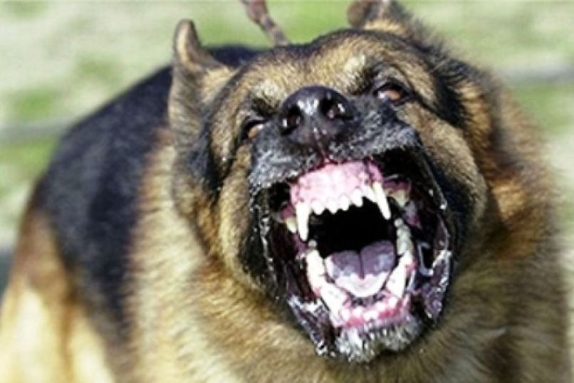 pomor psov