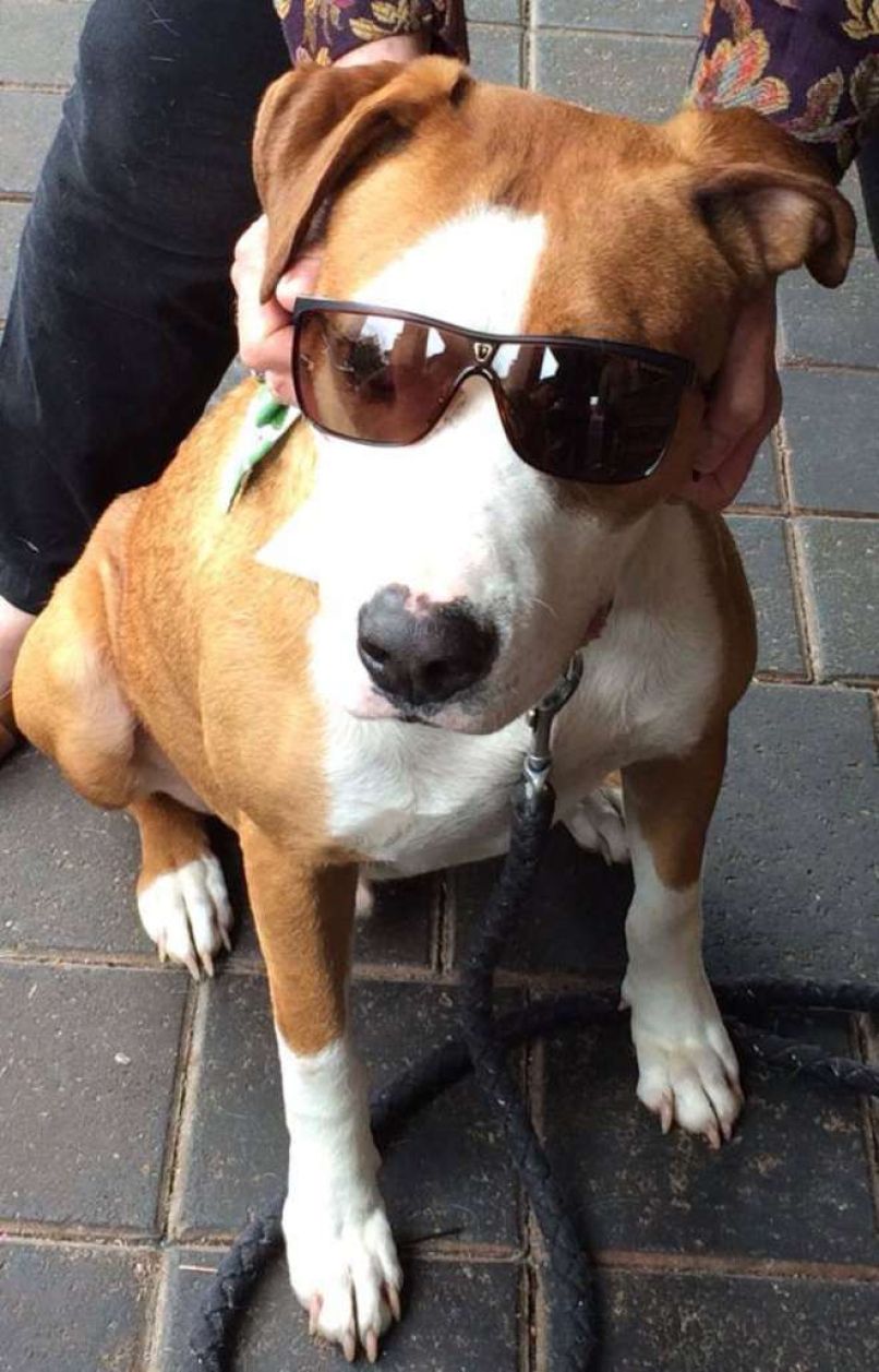 pitbull Buck