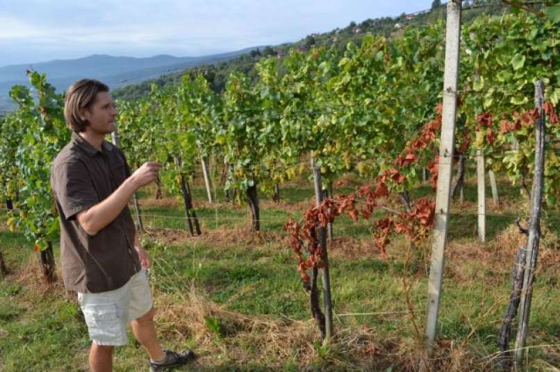 vinograd