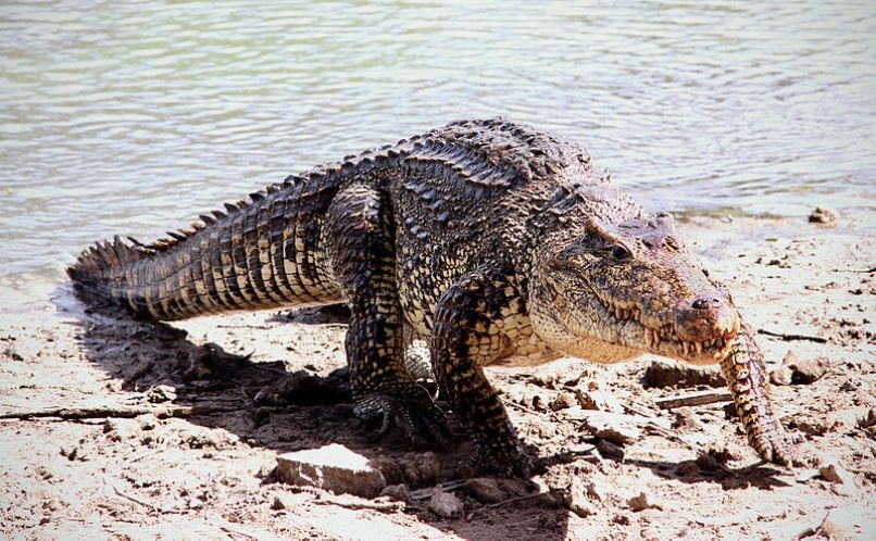 Krokodil