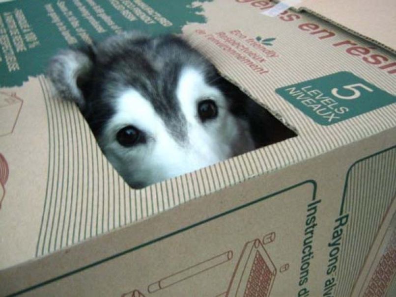 psička Tally husky haski