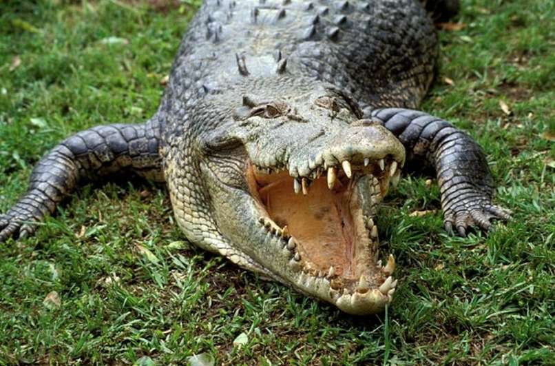 Krokodil
