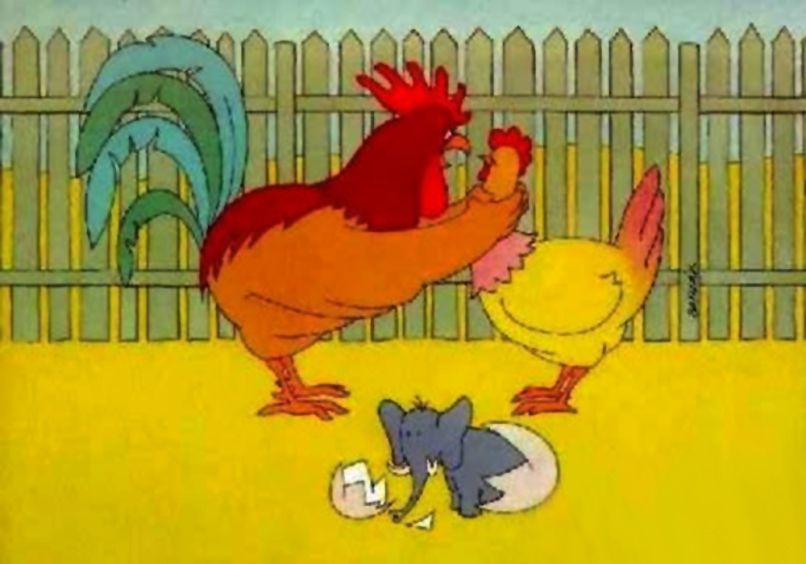 vignette_divertenti_gallo
