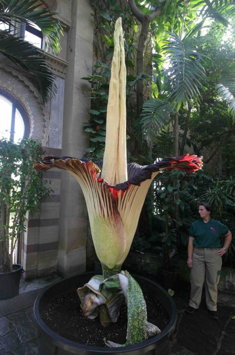 titanov penis
