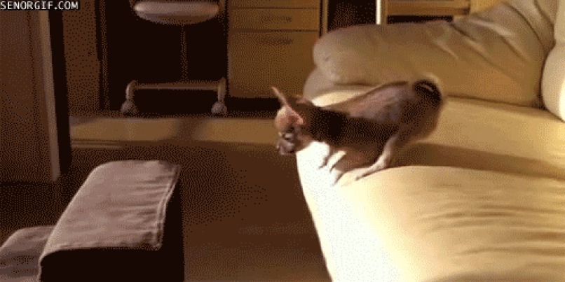 anigif_enhanced-buzz-15503-1405460060-4