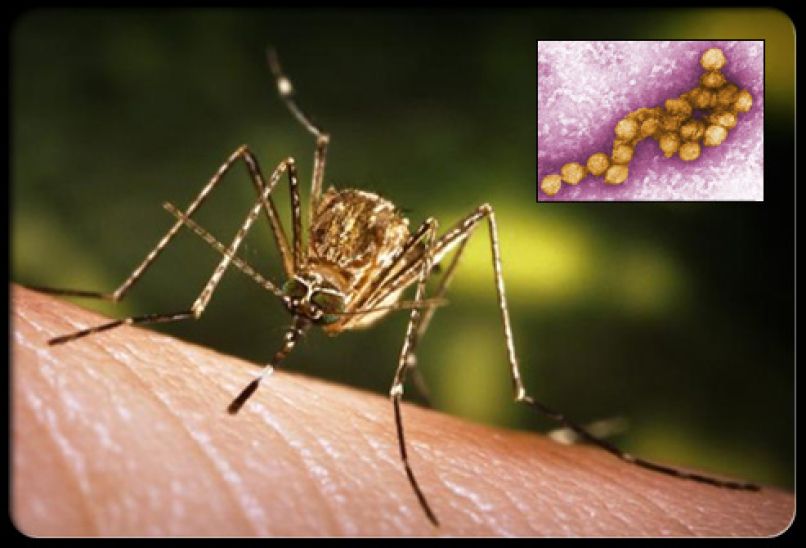 virus zahodnega nila