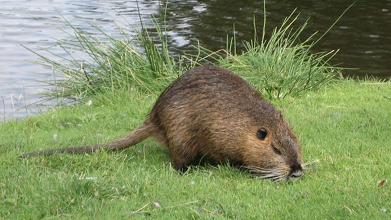 nutrija