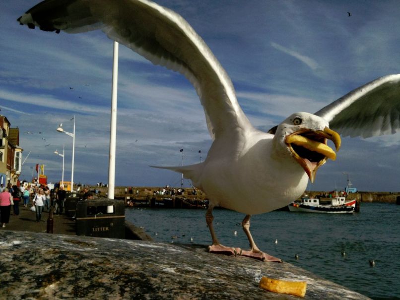 Galeb