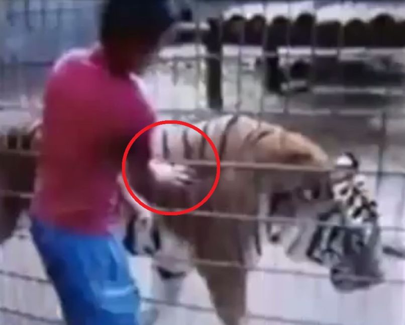 Tiger in fant