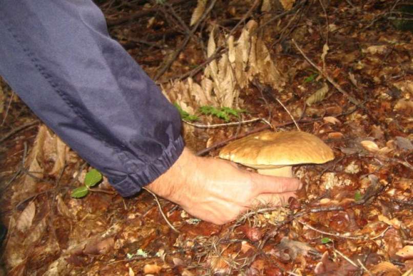 gobe, gobarjenje