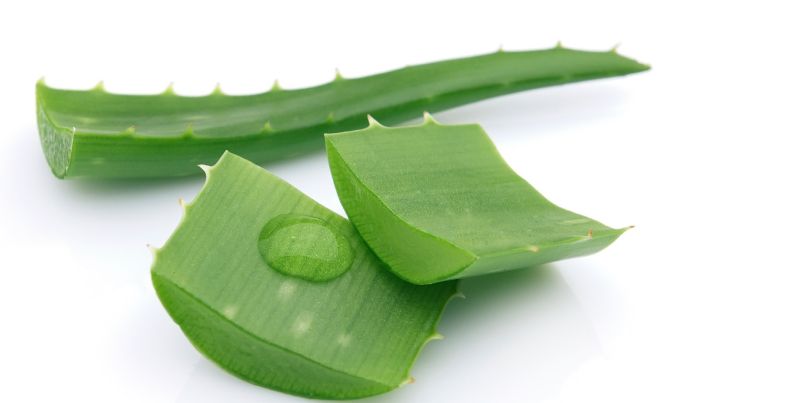 Aloe vera