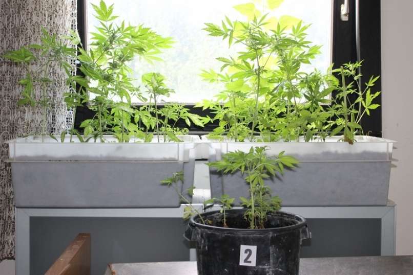sadika, konoplja, marihuana