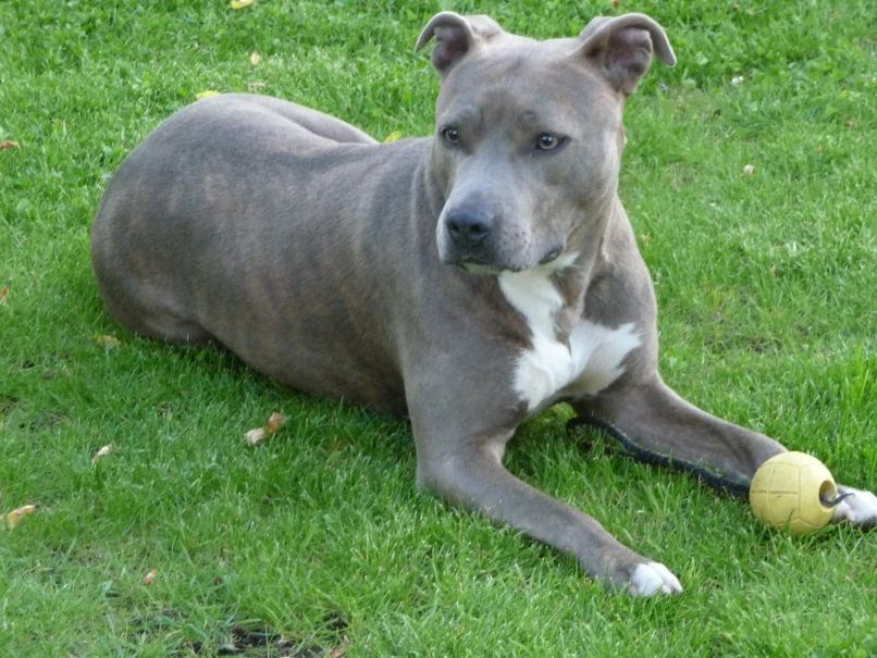 stafordširski terijer, terier American_Staffordshire_Terrier(Cleo)