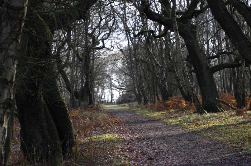 Cannock Chase, gozd, pot