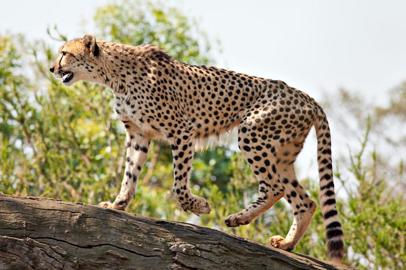Gepard