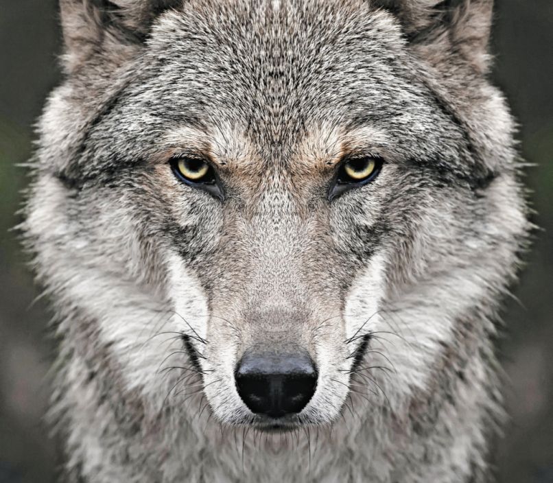 volk