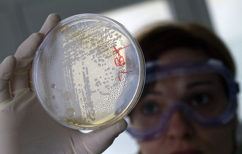 bakterija e.coli antibiotik