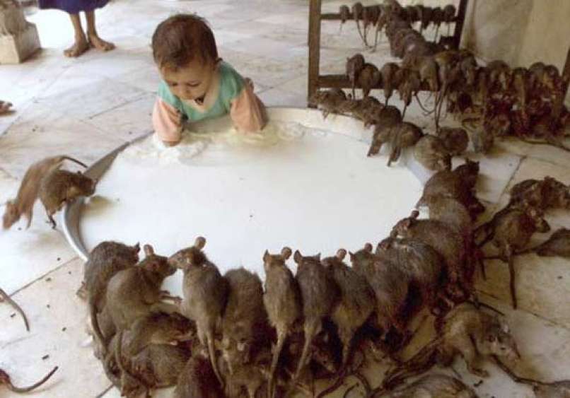 karni mata