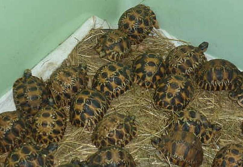 želve